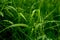 Gree crisp grass with due on them. Closeup