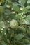 Gree fruit of Chaenomeles speciosa shrub