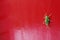 Gree grasshopper sit on red background wallpaper closeup pretty