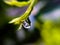 gree leaves plant rain water droping,in indian village garden plant rain water drop image