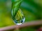 gree leaves plant rain water droping,in indian village garden plant rain water drop image