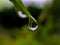 gree leaves plant rain water droping,in indian village garden plant rain water drop image