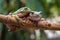 Gree tree frog