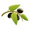 Greece black olive icon, cartoon style