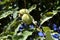 Greece, Botany, Chestnut