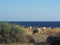 Greece, the coast of Crete, sheep grazing on the shores of the Mediterranean Sea.