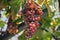 Greece , Corfu - Bunch of red grapes in the summer warm sun light