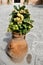 Greece, Crete, Akrotiri Peninsula, flower pot