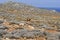 Greece, goat on Gramvousa peninsula in Crete