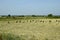 Greece, Goats on pasture