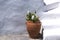 Greece, Koufonissi. A whitewashed courtyard with flowers. Simple composition with no one in the picture.