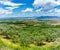 Greece, May. Olive fields near Lamia