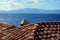 Greece monemvasia traditional view of stone houses with sea and mountains background