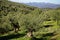 Greece, olive grove in mountainous Messinia