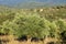 Greece, rural landscape