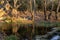 Greece. A source and benches in a sycamore tree forest