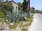 Greece typical view of an old building aloe plants and an empty street in the summer heat.