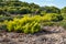 Greece vibrant green pine bush on blue clear sky