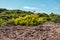 Greece vibrant green pine bush on blue clear sky