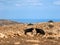 Greece, wild Crete, goat fight