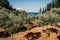 Greece. Zakynthos. Island landscape. Olive grove. Green large trees grow in a rocky area