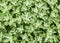 Greed bush floers in garden, texture,botany,