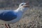 Greedy seagull fights with a large piece of bread