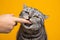 greedy silver tabby british shorthair cat biting finger