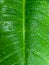 Greeen Leaf With Waterdrops