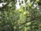 Greeen pears on a branch