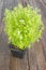 Greek bush basil plant on wooden background