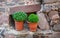 Greek Bush Basil plants.