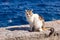 Greek calico cat at wall near sea