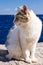 Greek calico cat at wall near sea