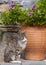 Greek cat walks along the street of a Greek village on the island of Evia, Greece