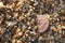 Greek copper coin in sea sand