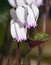 Greek Cyclamen