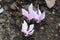 `Greek Cyclamen` flower - Cyclamen Graecum