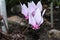 `Greek Cyclamen` flower - Cyclamen Graecum