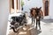 Greek donkeys - famous tourist symbol of the town of Lindos, Rhodes Island. Greece