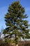 Greek Fir Tree  818347