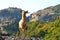 Greek goats roam free on the rugged rock formations of Meteora with the Monasteries in the background