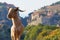 Greek goats roam free on the rugged rock formations of Meteora with the Monasteries in the background