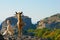 Greek goats roam free on the rugged rock formations of Meteora with the Monasteries in the background