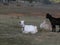 Greek goats at twilight