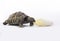 Greek land tortoise, Testudo Hermanni, eating chicory, white stu