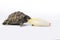 Greek land tortoise, Testudo Hermanni, eating chicory, white studio background