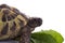 Greek land tortoise, Testudo Hermanni, white studio background