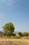 Greek landscape with house and tree