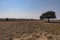 Greek Landscape Lonely Tree On Barren Lands